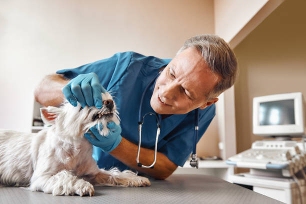 Best Emergency Treatment for Dental Infections or Abscesses in Sun City Center, FL